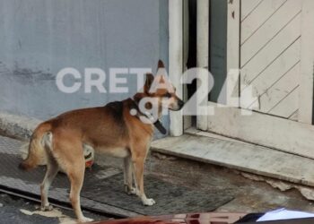 Φρικτό Έγκλημα στα Χανιά: Σπαρακτικές εικόνες με τον σκύλο του 53χρονου που Δολοφονήθηκε