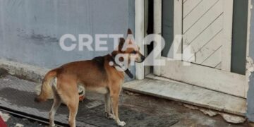 Alldaynews.gr Φρικτό Έγκλημα στα Χανιά: Σπαρακτικές εικόνες με τον σκύλο του 53χρονου που Δολοφονήθηκε