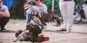 Alldaynews.gr «Οπλισμένοι» κόκορες σκότωσαν δύο άνδρες σε κοκορομαχίες