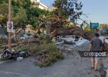 Κρήτη: “Του φώναζαν ότι πέφτει το δέντρο, αλλά δεν τους άκουγε λόγω κράνους” (video)