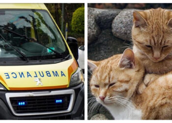 Νέα Τραγωδία: Βγήκε να ταΐσει τις γάτες και σκοτώθηκε