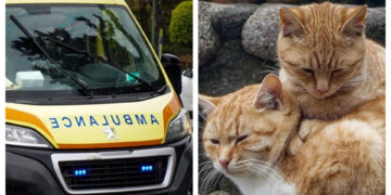 Alldaynews.gr Νέα Τραγωδία: Βγήκε να ταΐσει τις γάτες και σκοτώθηκε