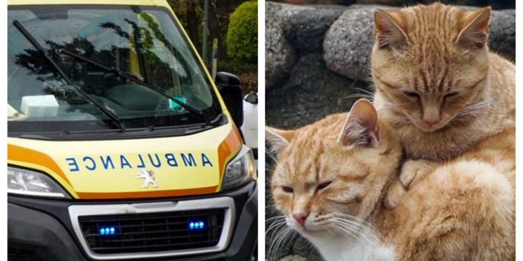 Alldaynews.gr Νέα Τραγωδία: Βγήκε να ταΐσει τις γάτες και σκοτώθηκε