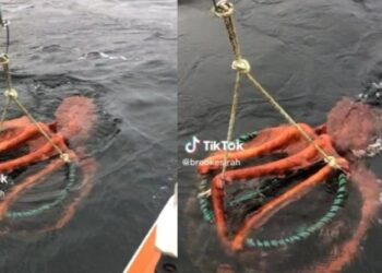 Το γιγάντιο χταπόδι που προκαλεί εφιάλτες (video)