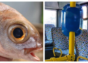 Έπαθαν Σοκ! Γυναίκα έφαγε ωμό Ψάρι μέσα σε λεωφορείο: Ο οδηγός της φώναζε να κατέβει[video]