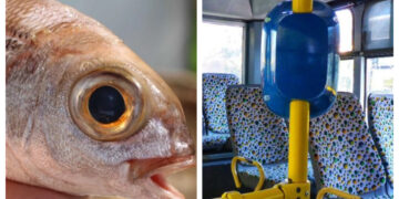 Έπαθαν Σοκ! Γυναίκα έφαγε ωμό Ψάρι μέσα σε λεωφορείο: Ο οδηγός της φώναζε να κατέβει[video]