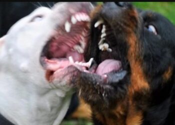 Ασύλληπτη Τραγωδία: Νεκρός ο Φιλήμων Μουλάλα-Σkοτώθηκε απο τα σκυλιά του[photo]