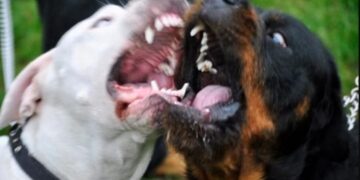 Ασύλληπτη Τραγωδία: Νεκρός ο Φιλήμων Μουλάλα-Σkοτώθηκε απο τα σκυλιά του[photo]