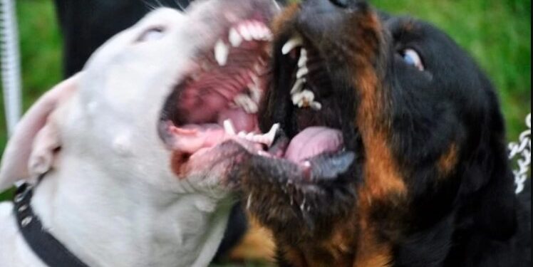 Ασύλληπτη Τραγωδία: Νεκρός ο Φιλήμων Μουλάλα-Σkοτώθηκε απο τα σκυλιά του[photo]