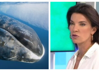 Μαρίνα Βερνίκου: Είδα μια τεράστια φάλαινα να πηγαίνει κατά πάνω στον γιο μου