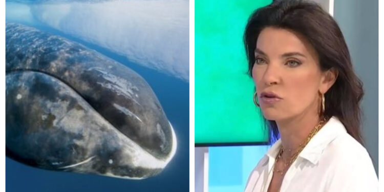 Μαρίνα Βερνίκου: Είδα μια τεράστια φάλαινα να πηγαίνει κατά πάνω στον γιο μου