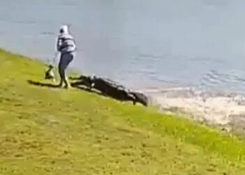 ΗΠΑ: Η στιγμή της θανατηφόρας επίθεσης αλιγάτορα σε 85χρονη στη Φλόριντα – «Την έπιασε»[video]