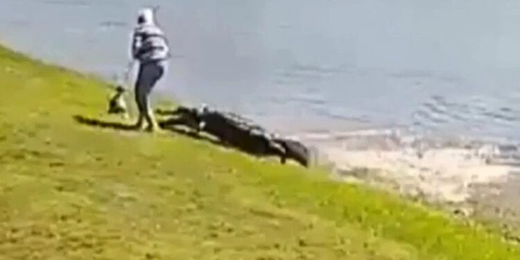 ΗΠΑ: Η στιγμή της θανατηφόρας επίθεσης αλιγάτορα σε 85χρονη στη Φλόριντα – «Την έπιασε»[video]