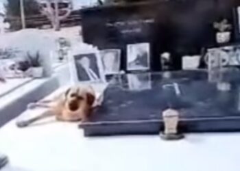 Κρήτη: Ρίγη συγκίνησης για τον σκύλο που δεν φεύγει από το μνήμα του αφεντικού του