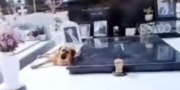 Alldaynews.gr Κρήτη: Ρίγη συγκίνησης για τον σκύλο που δεν φεύγει από το μνήμα του αφεντικού του