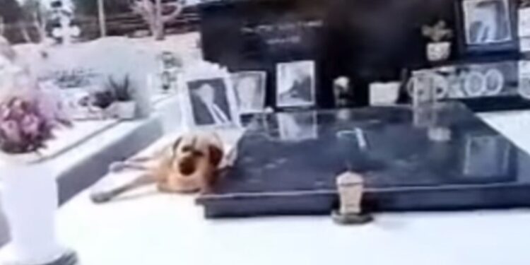 Alldaynews.gr Κρήτη: Ρίγη συγκίνησης για τον σκύλο που δεν φεύγει από το μνήμα του αφεντικού του