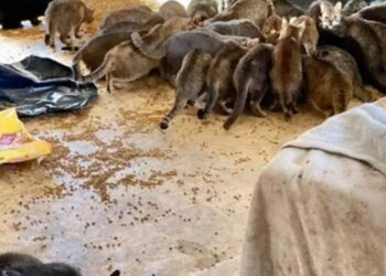 Μυστήριο με τα δύο πτώματα και τις 150 γάτες που βρέθηκαν μέσα σε σπίτι