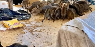 Μυστήριο με τα δύο πτώματα και τις 150 γάτες που βρέθηκαν μέσα σε σπίτι