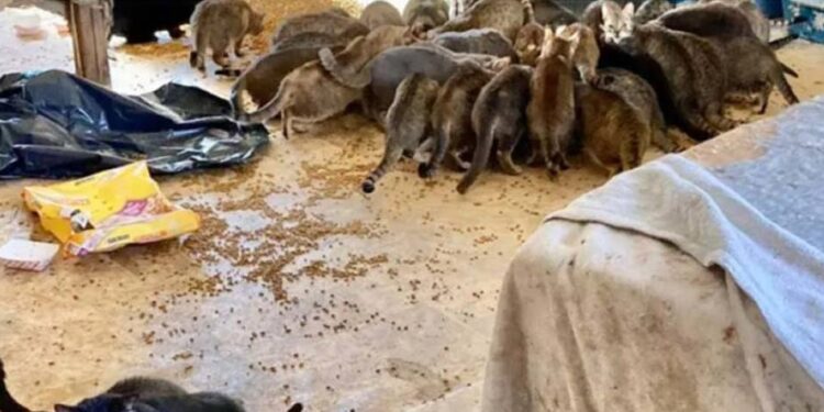 Μυστήριο με τα δύο πτώματα και τις 150 γάτες που βρέθηκαν μέσα σε σπίτι