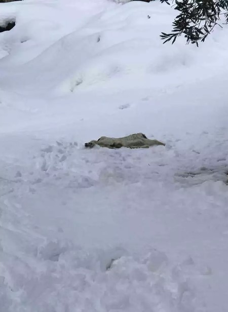 Φρίκη στο Βόλο: Αποκεφάλισαν σκύλο και τον άφησαν στο χιόνι[Σοκαριστική Εικόνα]