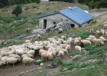 Alldaynews.gr Άγριος Καυγάς με μαχαιρώματα σε μαντρί – Τραυματίστηκε σοβαρά στην κοιλιά 43χρονος άντρας