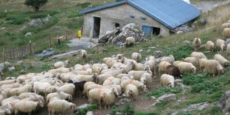 Alldaynews.gr Άγριος Καυγάς με μαχαιρώματα σε μαντρί – Τραυματίστηκε σοβαρά στην κοιλιά 43χρονος άντρας