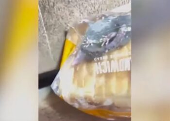 Φρίκη: Παρήγγειλε ψωμί για τοστ και βρήκε έναν ζωντανό αρουραίο στη συσκευασία