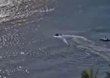 Η στιγμή που καρχαρίας επιτίθεται σε λουόμενο και τον σκοτώνει – Σε απόσταση μόλις 150 μέτρων από την παραλία