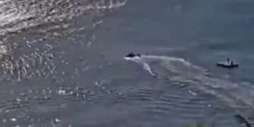 Alldaynews.gr Η στιγμή που καρχαρίας επιτίθεται σε λουόμενο και τον σκοτώνει – Σε απόσταση μόλις 150 μέτρων από την παραλία