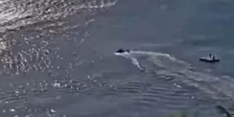 Alldaynews.gr Η στιγμή που καρχαρίας επιτίθεται σε λουόμενο και τον σκοτώνει – Σε απόσταση μόλις 150 μέτρων από την παραλία