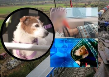 Τραγωδία στα Τέμπη: Το σκυλάκι της Δάφνης και του Βάιου έκλαιγε, τριγυρνούσε στα συντρίμμια και τους αναζητούσε[video]