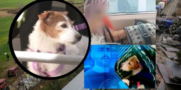 Τραγωδία στα Τέμπη: Το σκυλάκι της Δάφνης και του Βάιου έκλαιγε, τριγυρνούσε στα συντρίμμια και τους αναζητούσε[video]