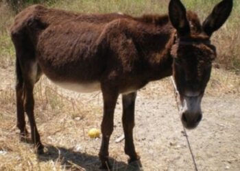 Μυτιλήνη: Συνελήφθη γιατί κακοποίησε το γαϊδουράκι του – Είχε δεμένα τα πόδια του με λουρί