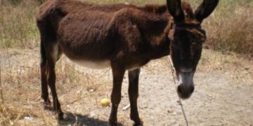 Μυτιλήνη: Συνελήφθη γιατί κακοποίησε το γαϊδουράκι του – Είχε δεμένα τα πόδια του με λουρί