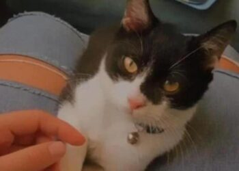 Σώθηκε στα Τέμπη και τώρα αναζητά το γάτο της που ταξίδευε μαζί της