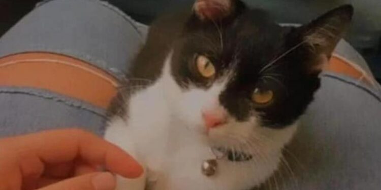 Alldaynews.gr Σώθηκε στα Τέμπη και τώρα αναζητά το γάτο της που ταξίδευε μαζί της