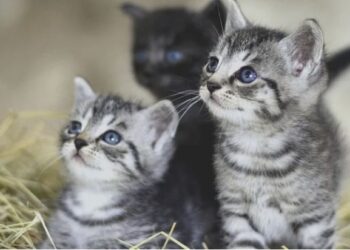 Βόλος: Στον ανακριτή η ηλικιωμένη που πέταξε τα γατάκια στα σκουπίδια