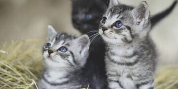 Alldaynews.gr Βόλος: Στον ανακριτή η ηλικιωμένη που πέταξε τα γατάκια στα σκουπίδια