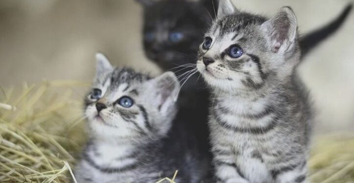 Alldaynews.gr Βόλος: Στον ανακριτή η ηλικιωμένη που πέταξε τα γατάκια στα σκουπίδια