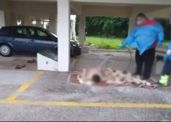 Alldaynews.gr Φρίκη στον Ωρωπό: «Δεν υπήρχε άλλος τρόπος να καθαριστεί», λέει η δικηγόρος του ενός διασώστη για τη γυμνή ηλικιωμένη