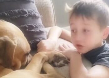 Viral ο 7χρονος παρηγορεί τον κακοποιημένο σκύλο που μόλις υιοθέτησε: «Θα σε αγαπάμε», του έλεγε (video)