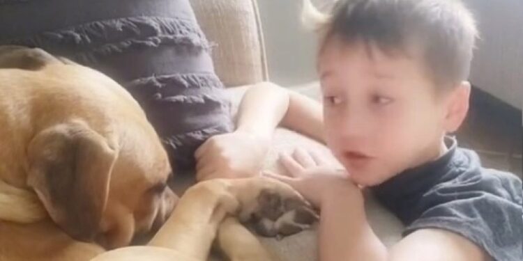 Alldaynews.gr Viral ο 7χρονος παρηγορεί τον κακοποιημένο σκύλο που μόλις υιοθέτησε: «Θα σε αγαπάμε», του έλεγε (video)
