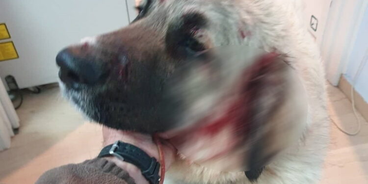 Αδιανόητο περιστατικό στην Κρήτη – Άνδρας πυροβόλησε στο κεφάλι σκύλο που έπαιζε σε αυλή με δυο μικρά παιδιά