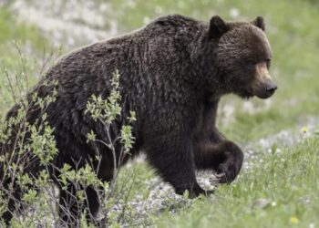 Ασύλληπτη Τραγωδία: Αρκούδα σκότωσε 26χρονο που έκανε τζόκινγκ[photo]