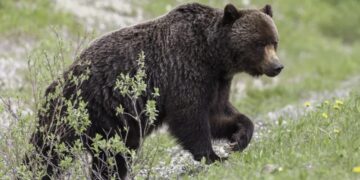 Ασύλληπτη Τραγωδία: Αρκούδα σκότωσε 26χρονο που έκανε τζόκινγκ[photo]