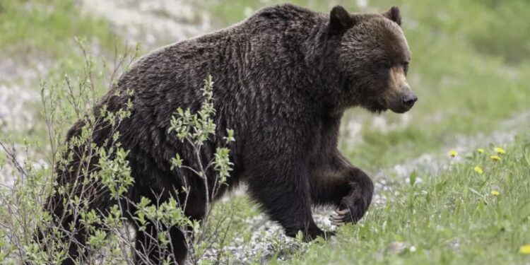 Ασύλληπτη Τραγωδία: Αρκούδα σκότωσε 26χρονο που έκανε τζόκινγκ[photo]