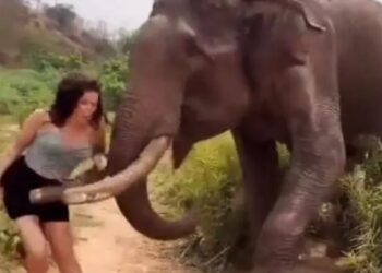 Θα της μείνει Αξέχαστο! Τουρίστρια «έπαιξε» με έναν ελέφαντα και τις μπανάνες του και δείτε τι της έκανε…[video]