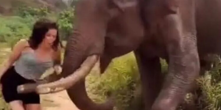 Θα της μείνει Αξέχαστο! Τουρίστρια «έπαιξε» με έναν ελέφαντα και τις μπανάνες του και δείτε τι της έκανε…[video]