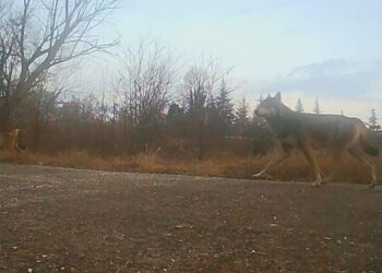 Σέρρες: Λύκος τριγυρίζει δίπλα σε νηπιαγωγείο – Επιτέθηκε σε σκύλο και τον σκότωσε