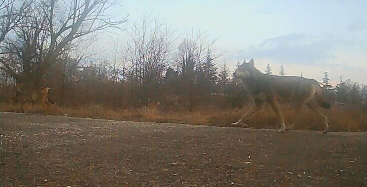 Alldaynews.gr Σέρρες: Λύκος τριγυρίζει δίπλα σε νηπιαγωγείο – Επιτέθηκε σε σκύλο και τον σκότωσε